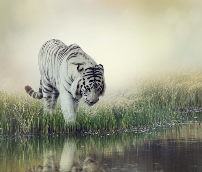 4K White Tiger by Water