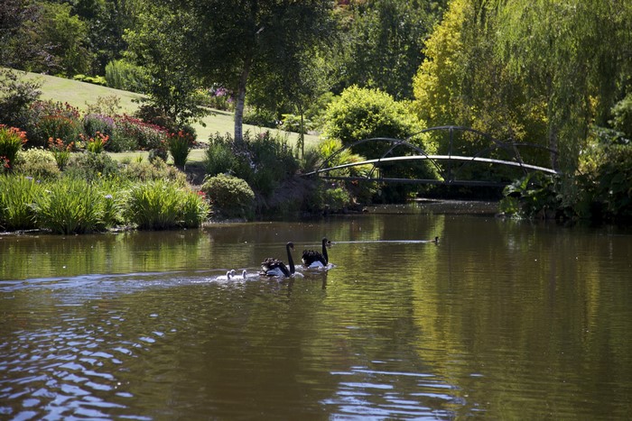 Black swans and cygnets swim in a pond with a bridge in Walsall Garden, England
