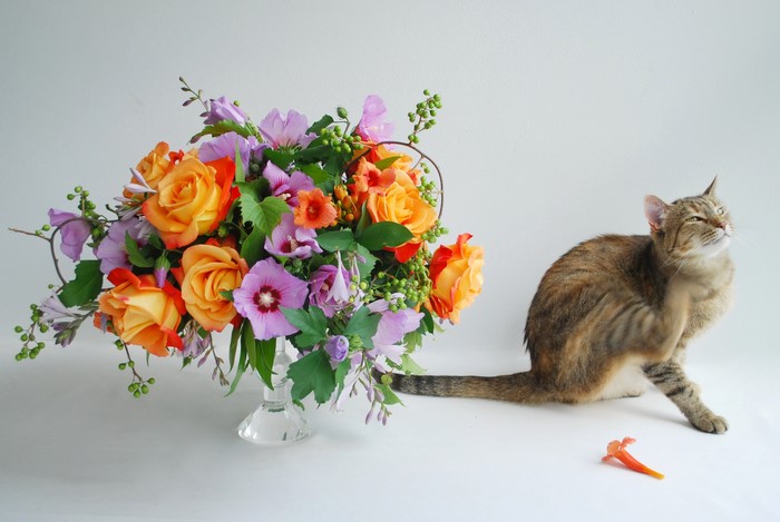 Cat scratching next to a bouquet of roses and malva flowers