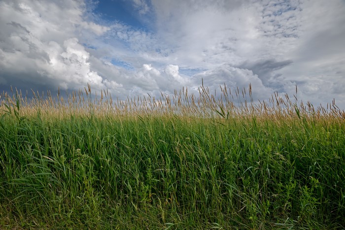 Field of tall grass under a cloudy sky