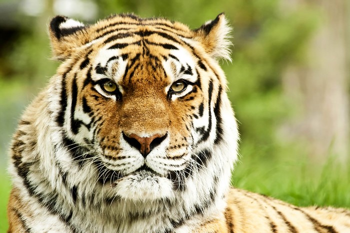 Close-up of a tiger's face