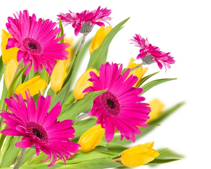 Pink Gerberas and Yellow Tulips