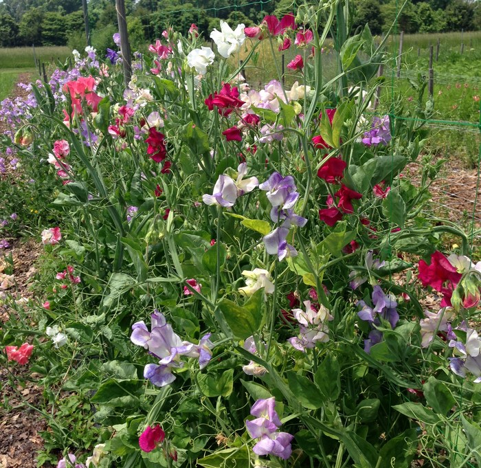 A garden bed filled with colorful sweet pea flowers