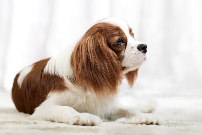 Cavalier King Charles Spaniel Dog
