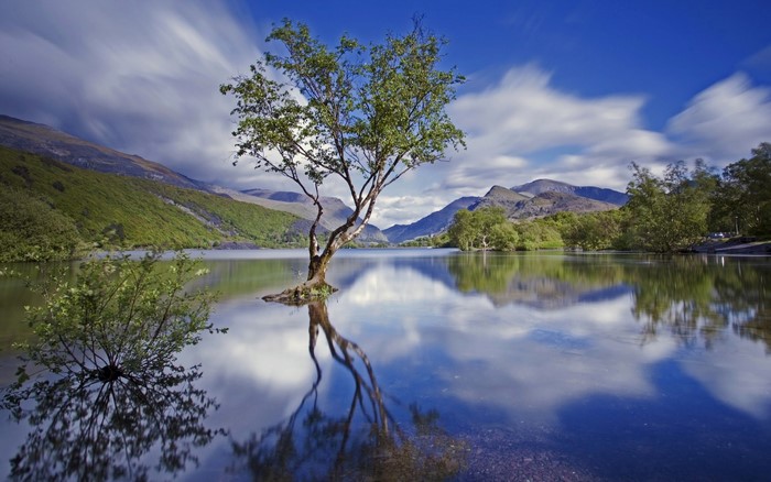 Tree in a lake with mountains and clouds