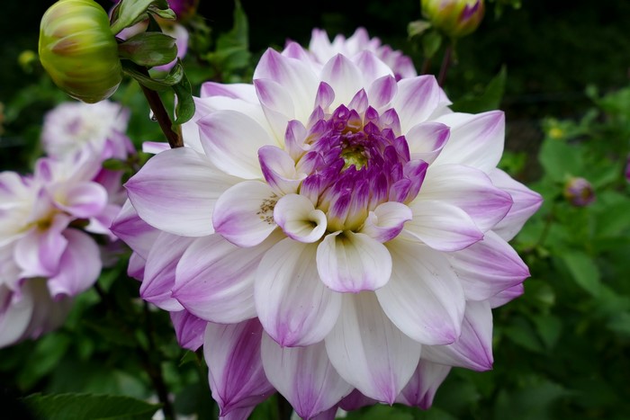 Close-up of a white and purple dahlia flower