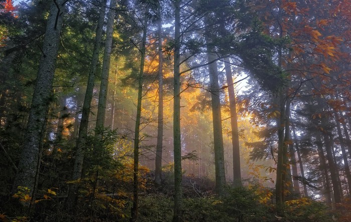 Sunlight filtering through trees in an autumn forest