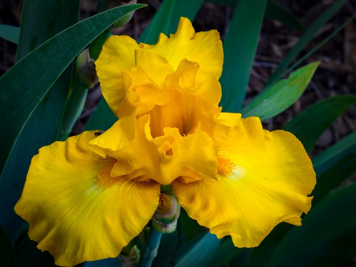 Yellow Iris Flower Closeup