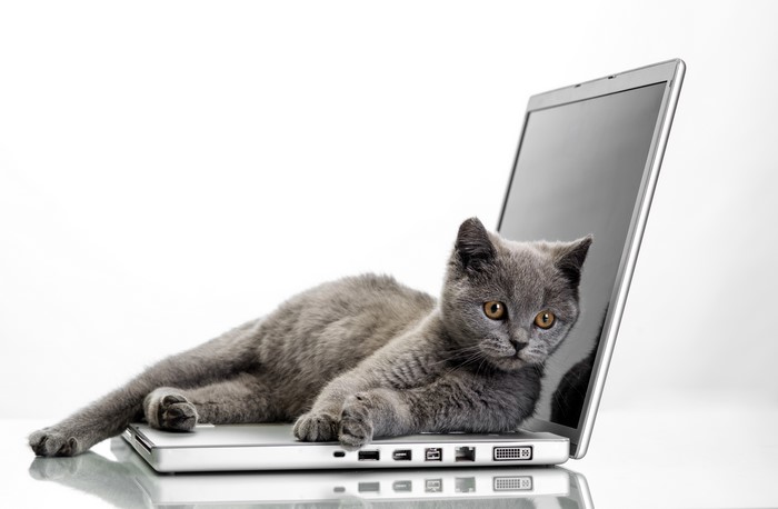 Grey kitten on a laptop