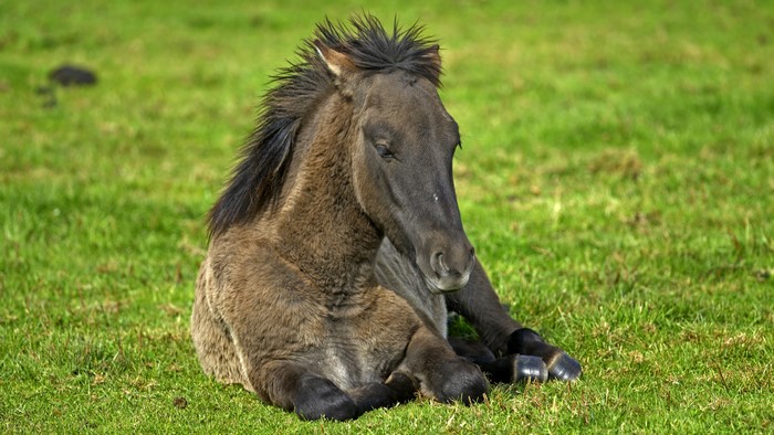 A young horse rests on green grass