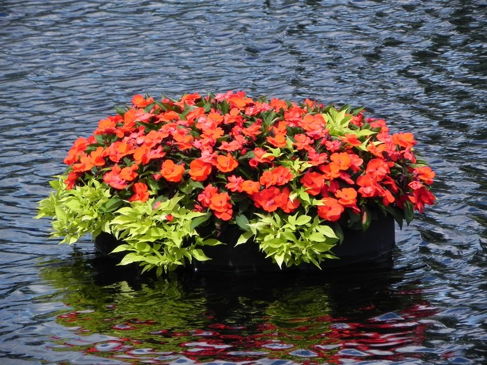 Floating flower arrangement on water