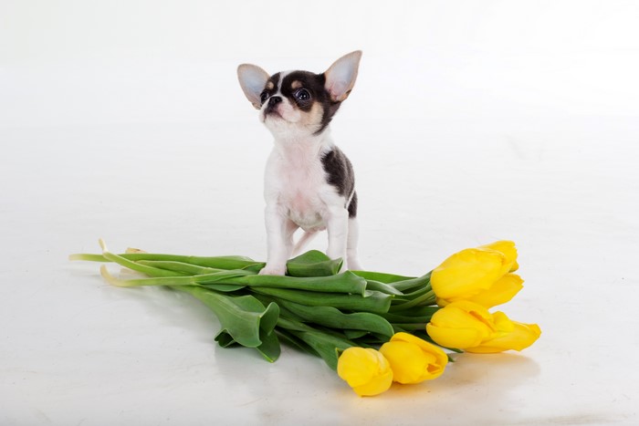 Chihuahua puppy with yellow tulips on white background