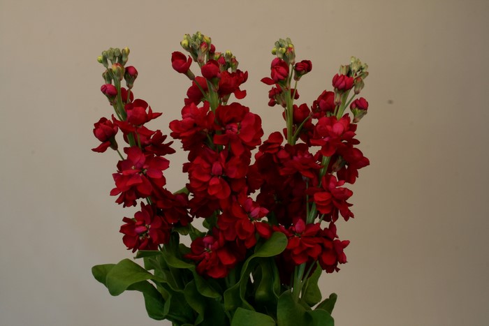 Deep Red Matthiola Flowers with Buds