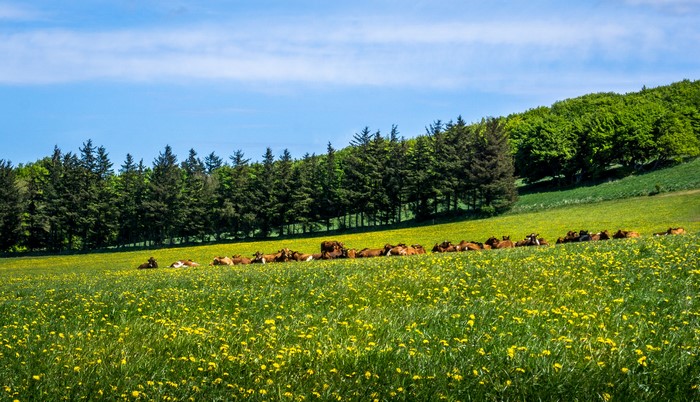 Cows resting in a field of dandelions with trees in the background