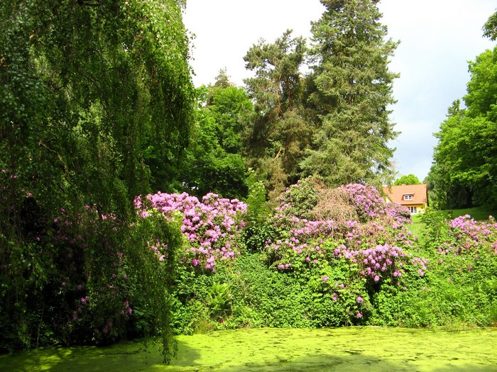 Park in Landkreis Parchim, Germany with blooming rhododendrons
