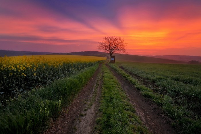 Dirt road through fields at sunset