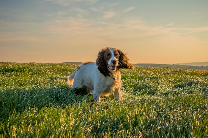 English Springer Spaniel dog in a grassy field at sunset
