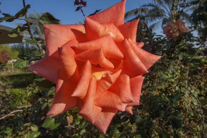 Close-up of a vibrant orange rose in a garden