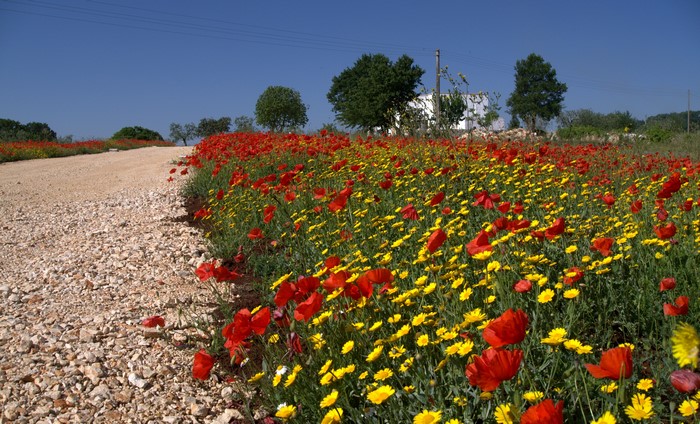 Vibrant Field of Red Poppies and Yellow Camomiles