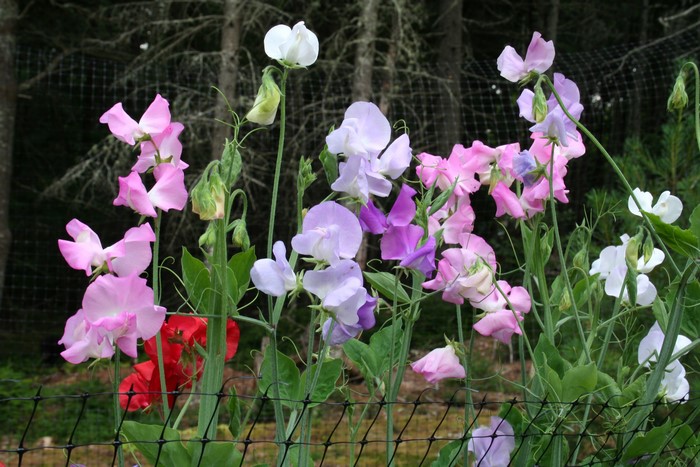 Sweet peas in various colors
