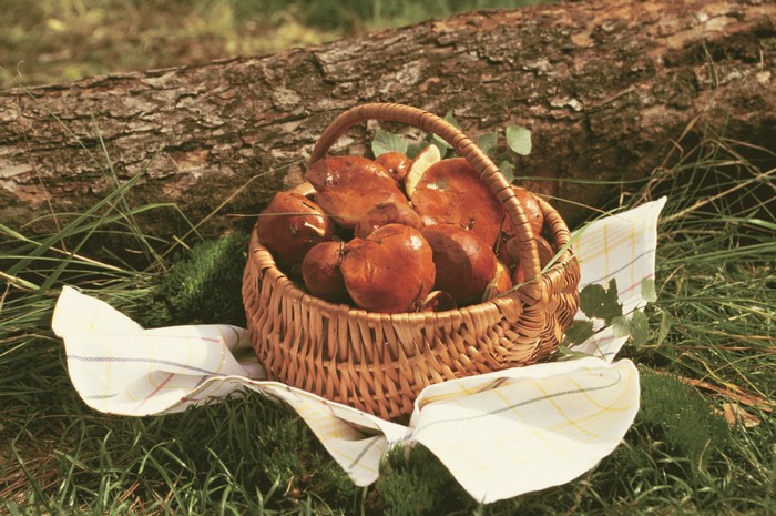 Mushrooms in a Wicker Basket
