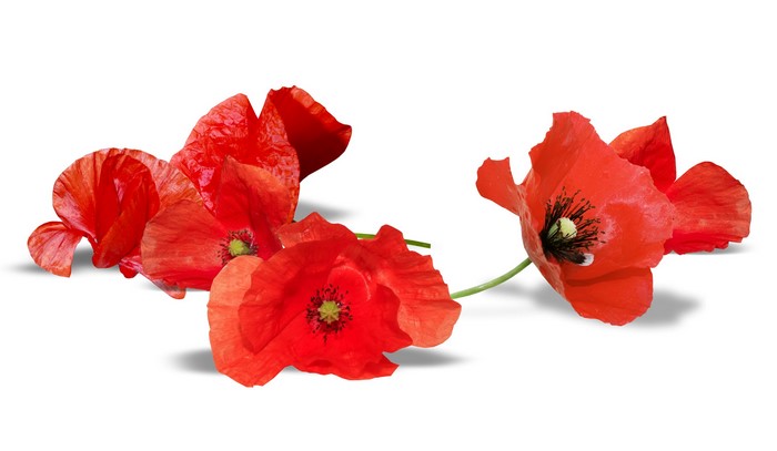 Red Poppies on a White Background