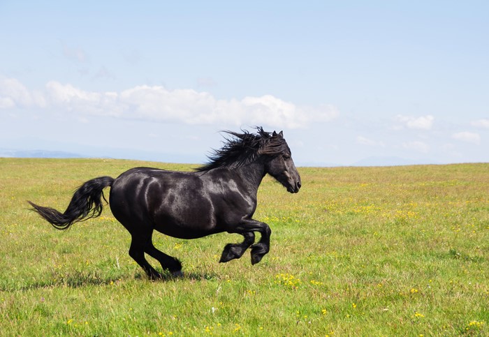 Black horse running in a grassy field