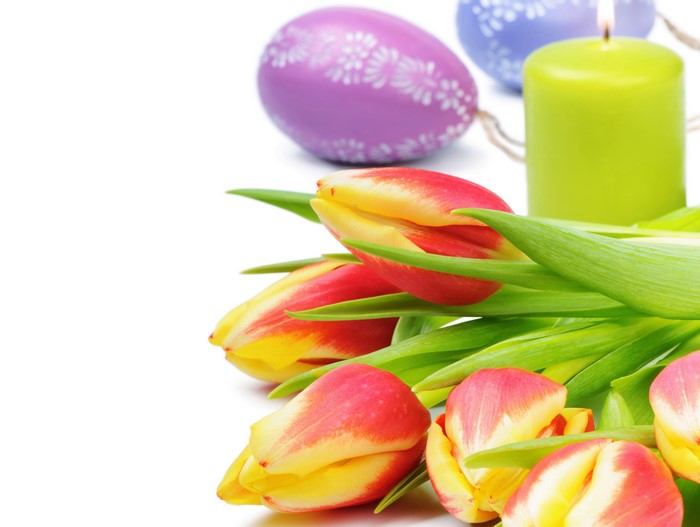 Easter Tulips and Candle on White Background