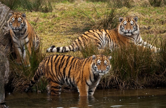 Three Tigers in Water and Grass