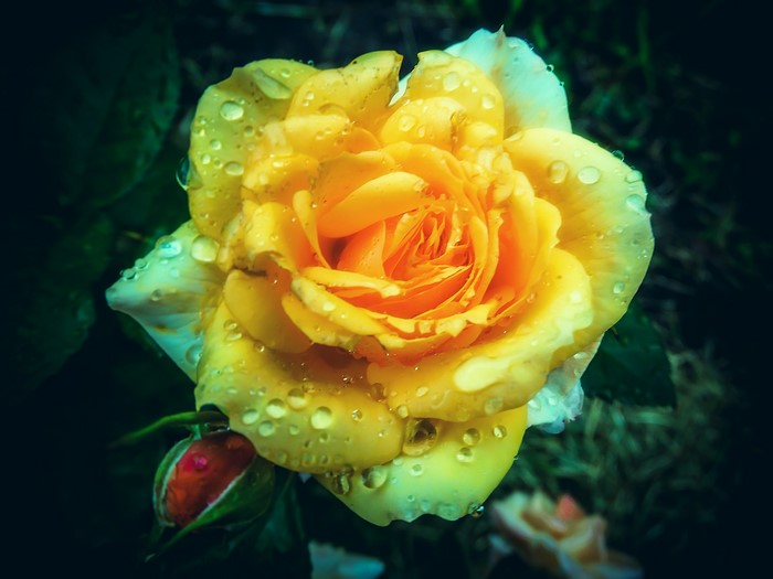 Yellow rose with water drops and a bud
