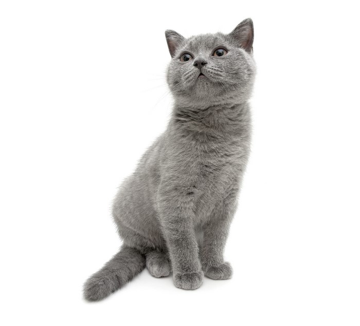 A grey British Shorthair kitten sitting and looking up