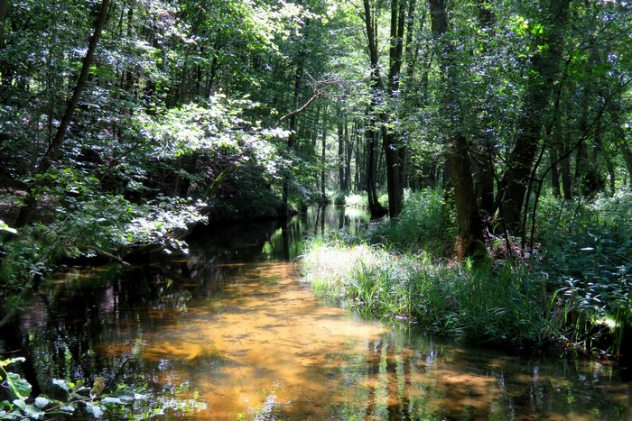 River flowing through a forest in Budy, Poland