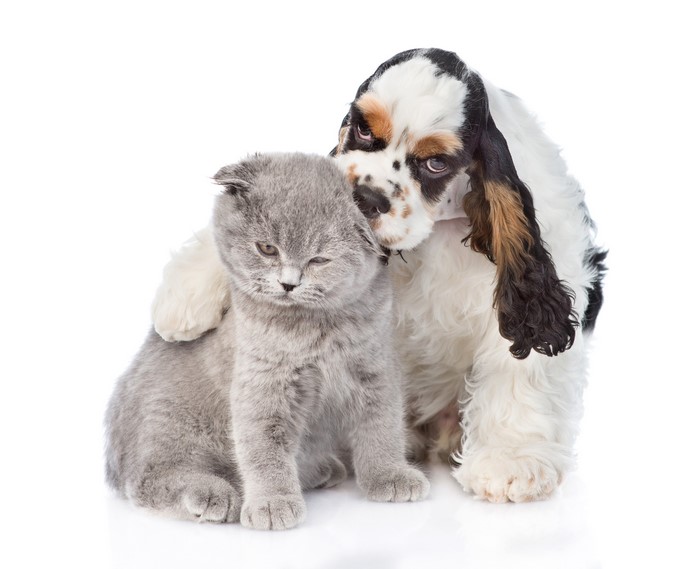 Cocker Spaniel puppy hugging a Scottish Fold kitten