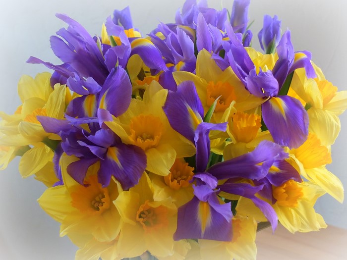 Bouquet of yellow daffodils and purple irises