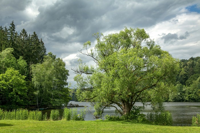 Lake and trees in Passau, Germany