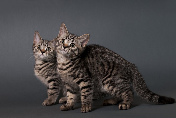Two tabby kittens looking up