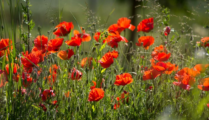 Field of red poppies in green grass