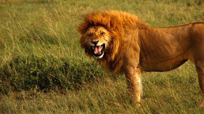 Lion roaring in a grassy field