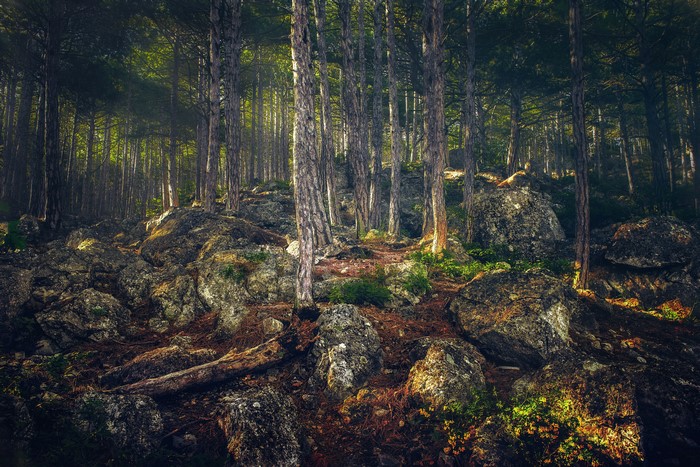 Forest with rocks and trees in Alupka, Crimea