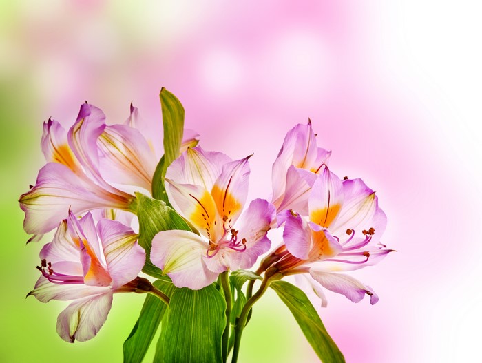 Alstroemeria flowers with pink and green background