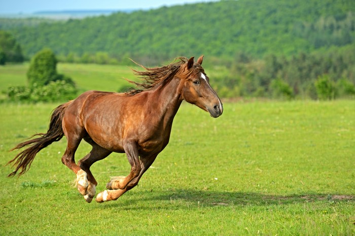 Brown horse running in a green field