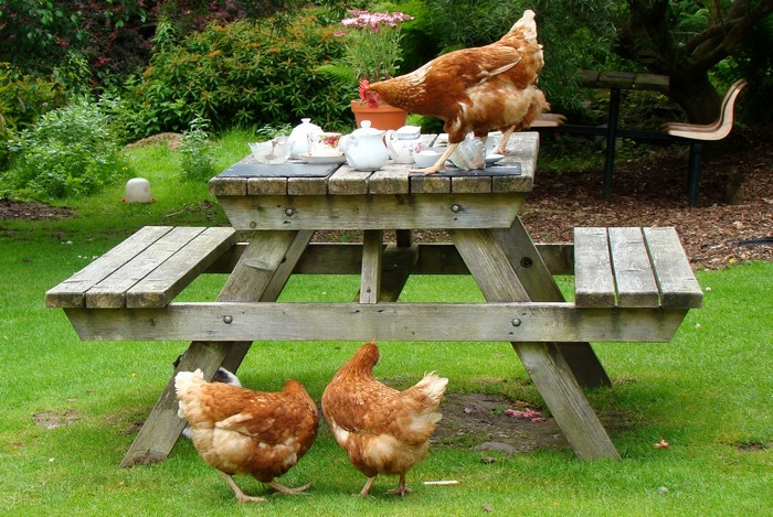 Three chickens on a picnic table with tea set
