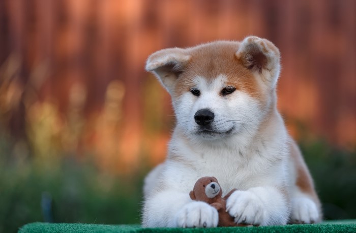 Akita puppy holding a teddy bear