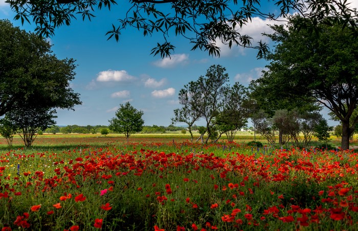 Field of Poppies in Texas with Trees and Blue Sky