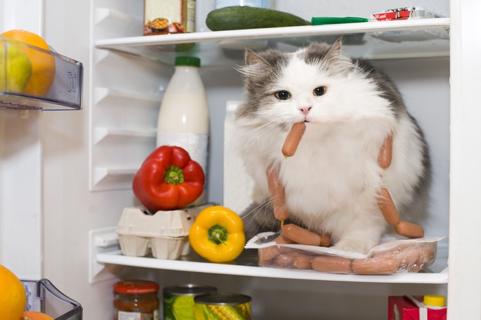 Cat with Vienna sausages in a refrigerator
