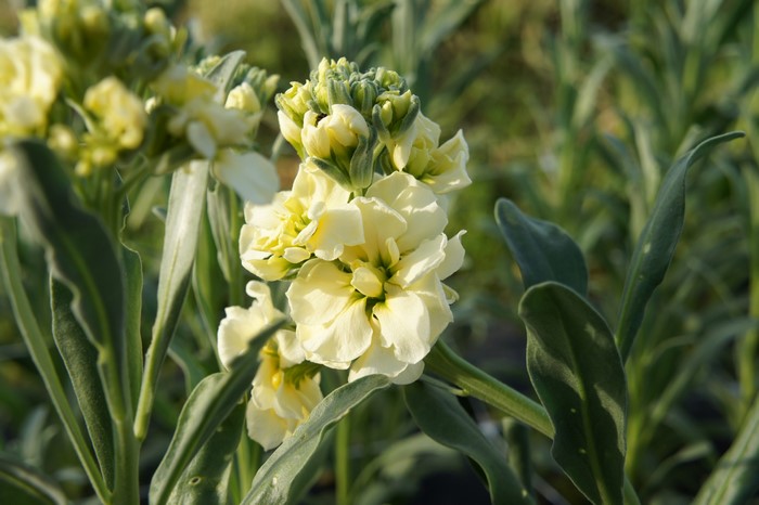Yellow Matthiola flowers and buds