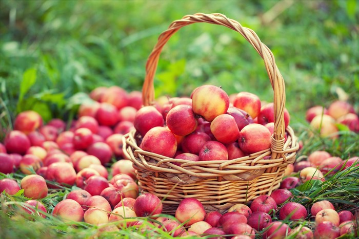 Basket of red apples on grass
