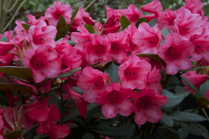 Close-up of pink Rhododendron flowers