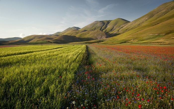 Castelluccio Umbria Italy Mountains Fields Poppies