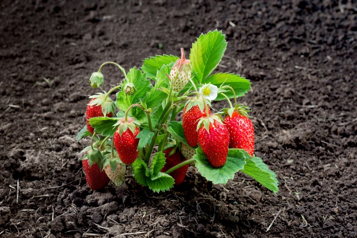 Strawberry plant with ripe berries and a flower